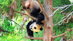 Die letzten Washingtoner Pandas landen in China