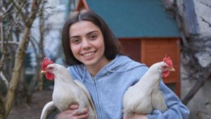 Hühner schlüpfen aus Supermarkt-Eiern