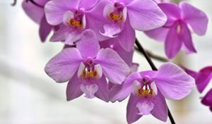 In seinem Vortrag informiert Erwin Kienzler über Orchideen. Foto: Pixabay Foto: Schwarzwälder Bote