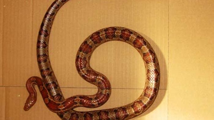 25. Mai: Schlange entdeckt - Besitzer gesucht