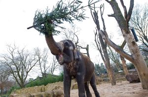 Ein Hoch auf die Nach-Weihnachtszeit: Nicht verkaufte Tannenbäume lassen sich dieser Tage die Elefanten in der Stuttgarter Wilhelma schmecken. Foto: dpa