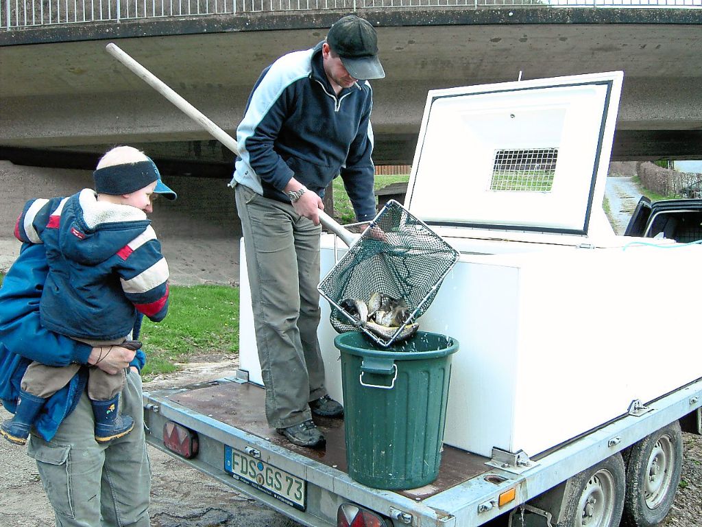 Mit dem Kescher werden die Fische in den Eimer verfrachtet und anschließend im Neckar ausgesetzt. Foto: Fischereiverein