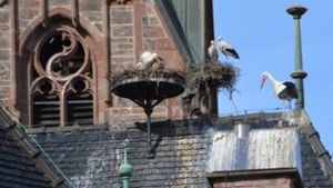 Der Storch rechts versucht immer noch auf dem Kamin ein Nest zu bauen, der  für das Heizen der Kirche  benötigt wird. Foto: Sauer