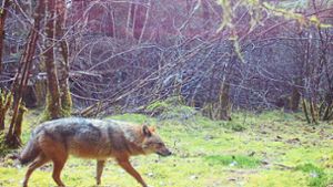 Seltenes Tier auch im Schwarzwald-Baar-Kreis nicht vorm Jäger gefeit
