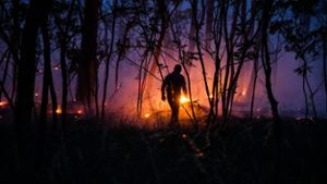 Hitze lässt Waldbrand-Gefahr steigen
