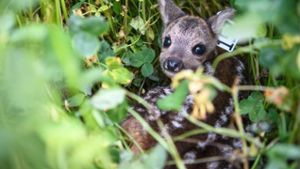 Wildernder Hund reißt Reh: Jäger erschießt auch Kitz