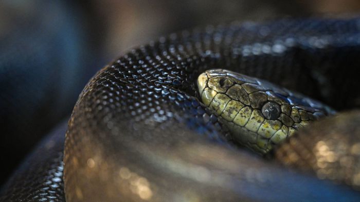14 Schlangen ausgesetzt – alle erfroren