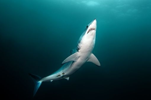 Experten gingen zunächst davon aus, dass es sich bei dem Tier um einen Makohai handelt. Nun sprechen Berichte jedoch von einem Weißspitzen-Hochseehai. Foto: © prochym – stock.adobe.com