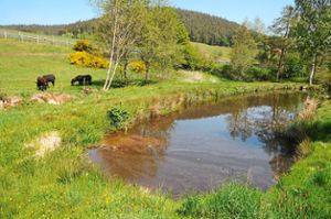 Haftet der Bürgermeister auch bei Unfällen an diesem Teich in Sulzbach und könnte ein Zaun schützen?Foto: Ziechaus Foto: Schwarzwälder Bote