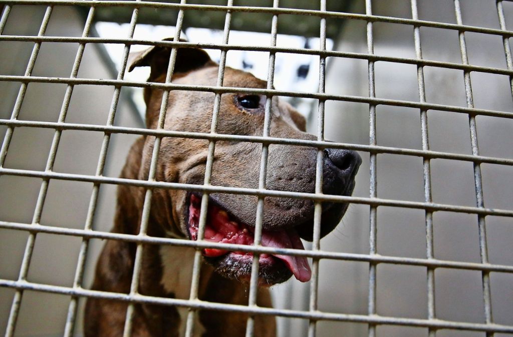 Eine Hunderasse unter Generalverdacht: Ein Staffordshire Bullterrier schaut durch die Gitterstäbe eines Tierheim-Zwingers.