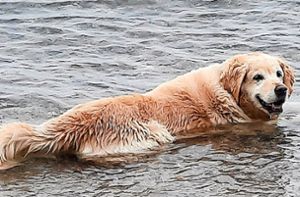 Abkühlung auch für die Vierbeiner: Zum Hundeschwimmen wird am Sonntag ins Waldsportbad Triberg eingeladen. Foto: Rettungshundestaffel