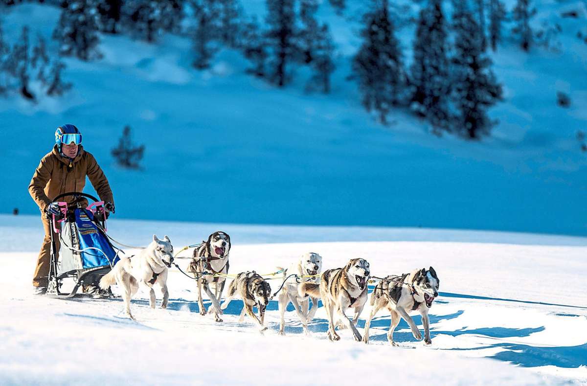 Schlittenhunde-Training am Ofenpass im Januar: Der Kirnbacher Roland Sum bestreitet mit seinen sibirischen Huskys so manches Rennen.