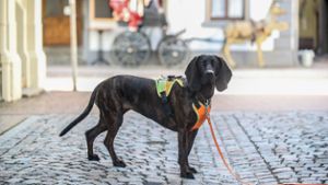 Suche nach 61-jährigem Villinger - Hund nimmt Spur auf
