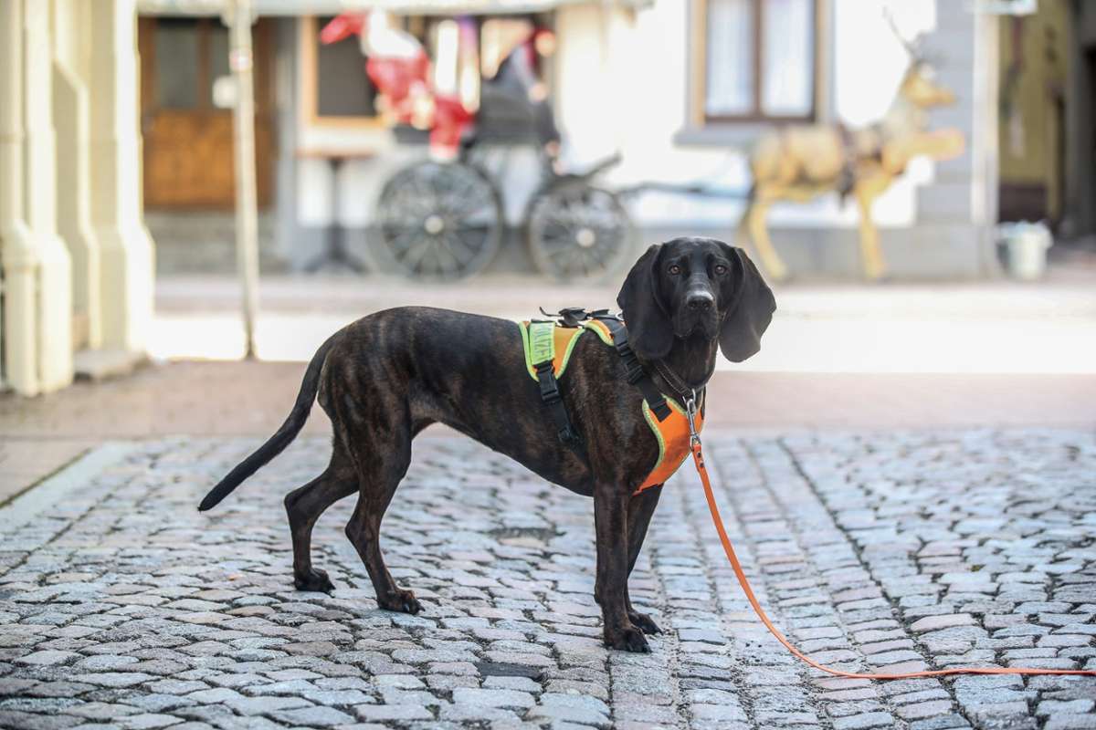 Ein Mantrailer-Hund der Polizei hat am Sonntagmittag vor dem Gasthaus Ott in Villingen die Spur des Vermissten aufgenommen.