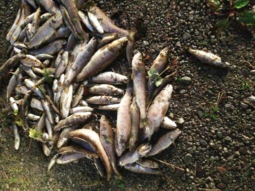 Rund 150  Fische sind im Eberbach in Dunningen verendet. Die Ursache ist noch rätselhaft.   Foto: Angelverein