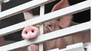 Behörde schließt Schlachthof wegen Tierschutzverstößen
