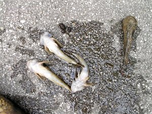 Jetzt haben die Angler in der Brigach auch tote Groppen gefunden. Foto: Angler