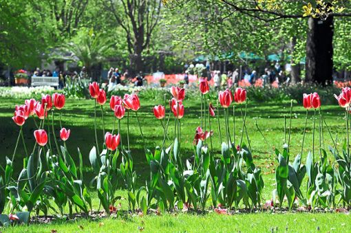 Einen schönen Anblick bieten die Tulpen im Stadtpark.  Foto: Baublies