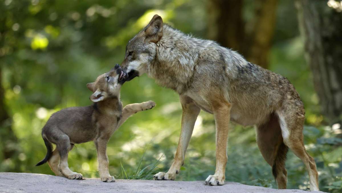 Wolfsnachweis im Schwarzwald: Gibt es bald die ersten Wolfsbabys im Land?