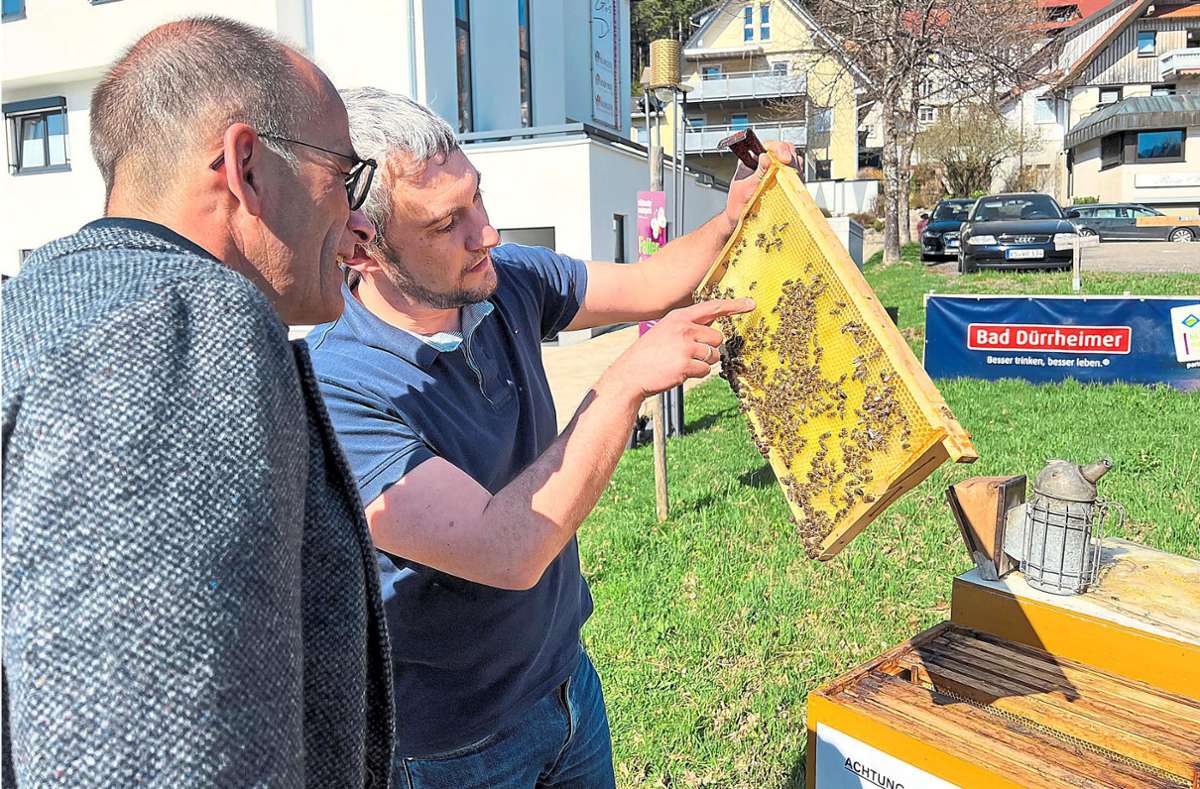 Honig aus dem Kurpark: Pilotprojekt Blühendes Schonach füllt sich mit Leben