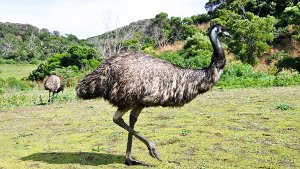 23. September: Emu treibt sich im Vorgarten rum