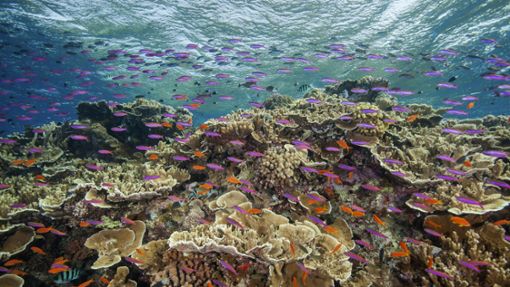 Auf diesem von der Great Barrier Reef Marine Park Authority zur Verfügung gestellten Foto schwimmen kleine Fische in den Gewässern des Ribbon Reef 10 in der Nähe von Cairns in  Australien. Foto: J. Sumerling/Great Barrier Reef Marine Park Authority/AP/dpa