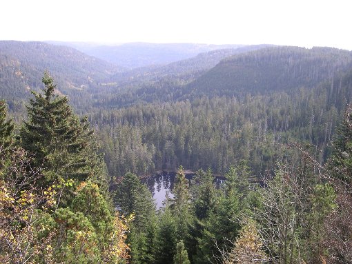 Die Auswirkungen eines Nationalparks auf den Nordschwarzwald soll das Gutachten darstellen. Foto: Archiv Foto: Schwarzwälder-Bote
