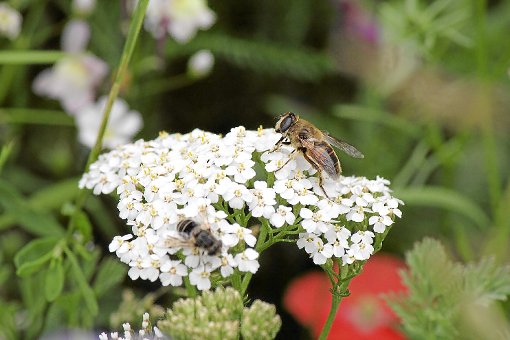 Bienen gefällt es im Blühfeld. Foto: Schwarzwälder-Bote