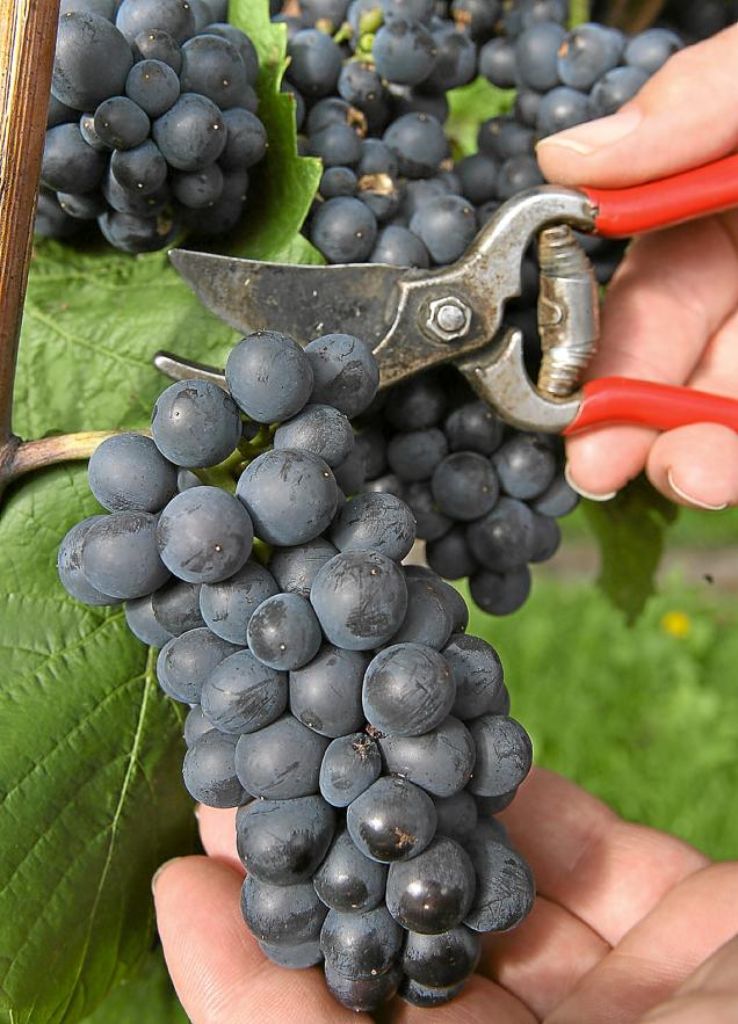 Obwohl weniger Trauben geerntet wurden, stimmt die Qualität des 2012er-Weins. Foto: Archiv