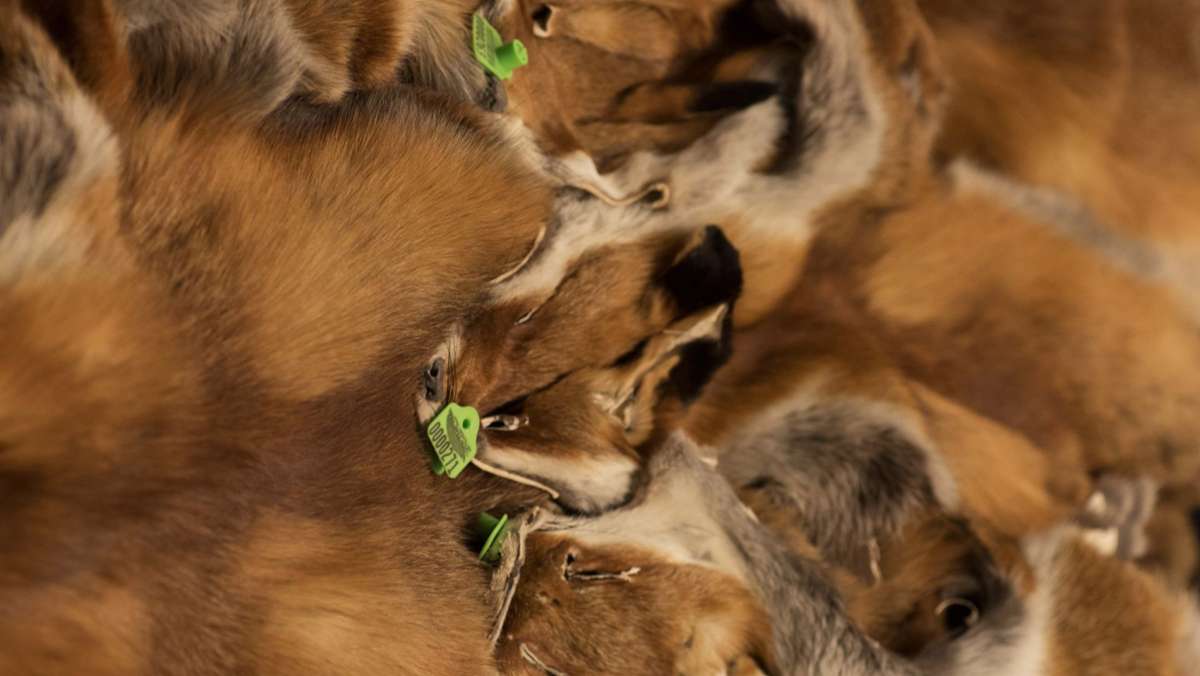 Projekt Fellwechsel: Sind Pelze aus der Jagd ethisch vertretbar?