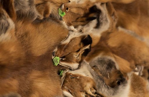 Durch das Projekt Fellwechsel sollen Pelze von gejagten Tieren genutzt werden. Foto: Deutscher Jagdverband