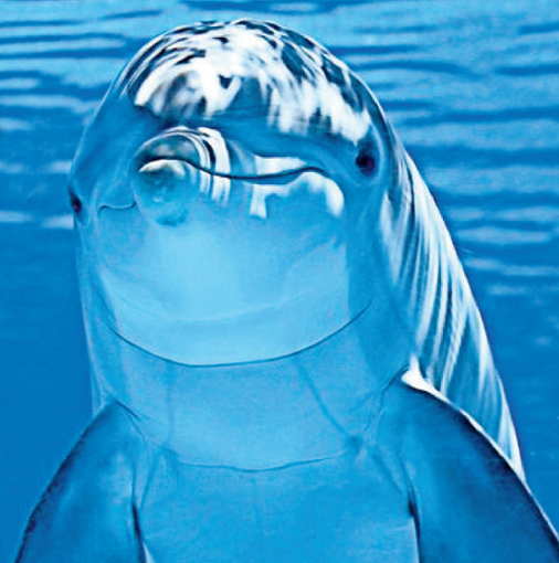 Delfine sind kluge Tiere.  Foto: Johannes Böhler