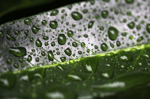 Wasser perlt auf der Pflanzen­oberfläche in Tropfen ab - dieser sogenannte Lotuseffekt spielt bei innovativen Materialien eine große Rolle. Foto: dpa