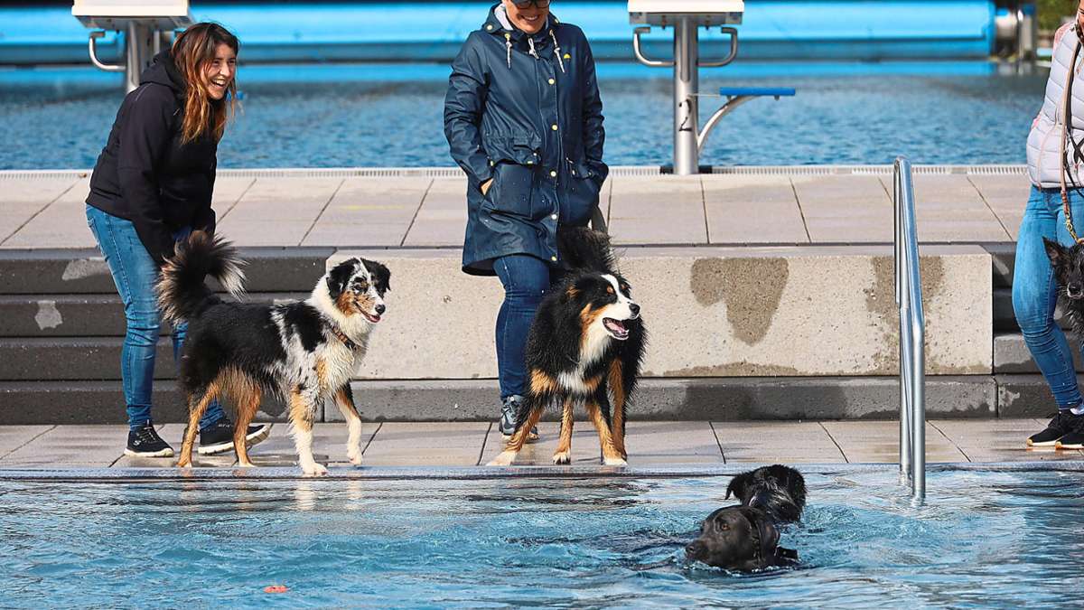 Kneippbad Villingen-Schwenningen: Hunde stürzen sich in die Freibad-Fluten