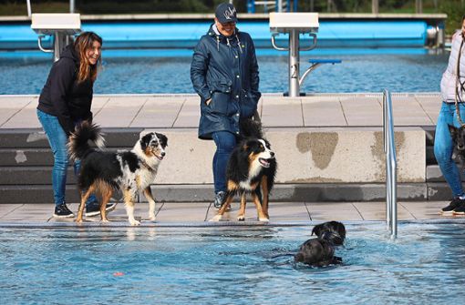 Wasserscheu gibt es auch bei Hunden. Darunter litten die Besucher des Hundeschwimmtages im Kneippbad am Samstag allerdings nicht. Foto: Heinig