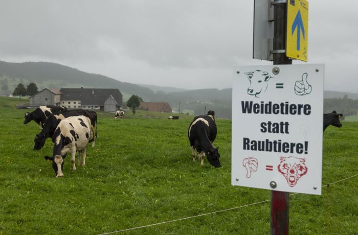 Nach Wolfsspuren an totem Rind: Wolf macht Rinderhalter im Schwarzwald nervös