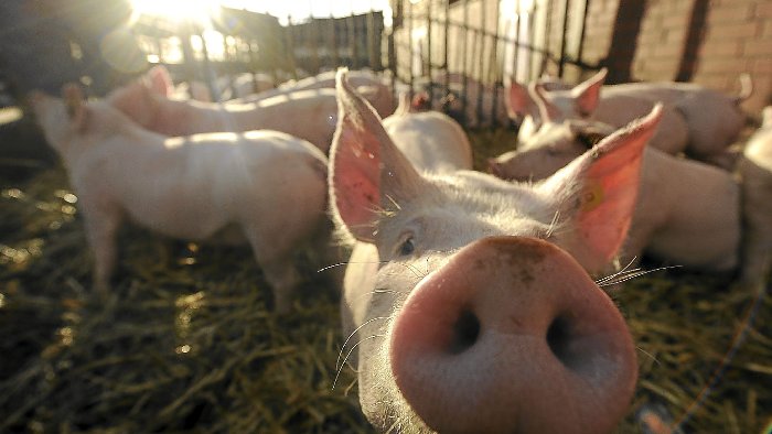 Biolandhof für Schweine geplant