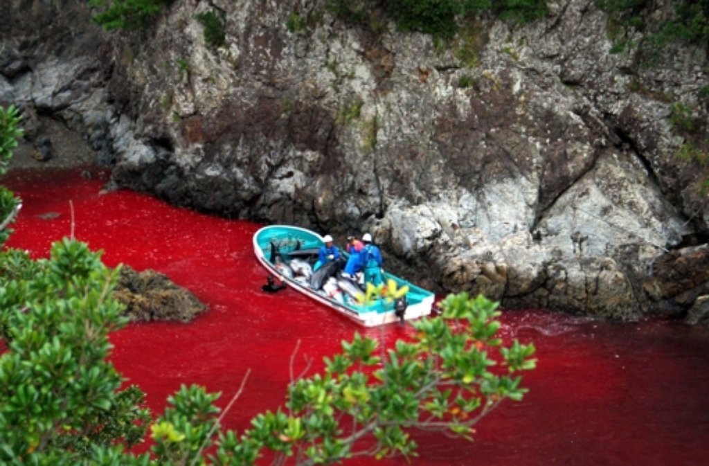 Japanische Fischer schlachten Delfine ab, das Wasser ist rot vom Blut der Tiere gefärbt.