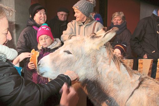 Esel Joschuha vom Stettholz ist der Star für große und kleine Besucher des Löffinger Nikolausmarkts.  Foto: Bächle Foto: Schwarzwälder Bote