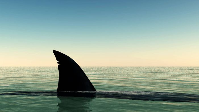 Wohl erster Hai-Angriff an New Yorker Strand seit Jahrzehnten