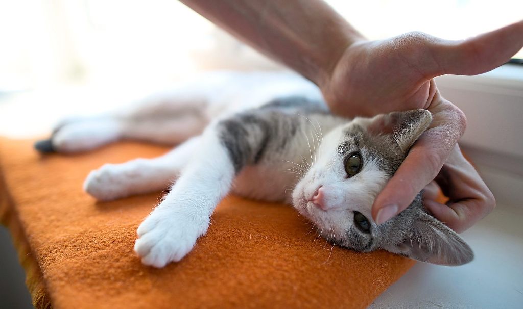 Auch Katzen und Hunde können krank werden oder sich verletzen. Was dann zu tun ist, erklärt Tierärztin Sandra Schnaidt.