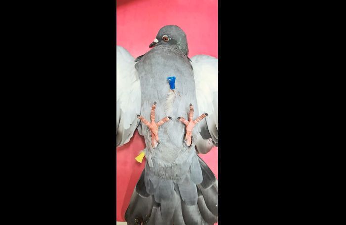 Tierquäler schlägt erneut zu: Wieder wird in Lahr auf eine Taube geschossen