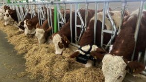 Bauer gaukelt Kühen mit VR-Brillen grüne Wiesen vor