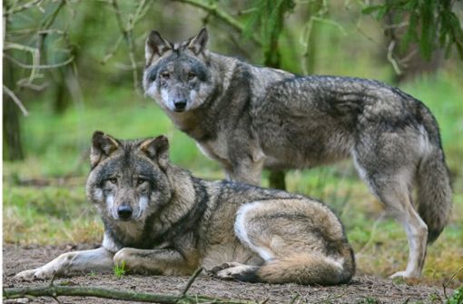 Umweltministerin Lemke deutet an, dass Wölfe, die nur einmal ein Nutztier gerissen haben, künftig auch geschossen werden dürfen. Foto: dpa/Patrick Pleul