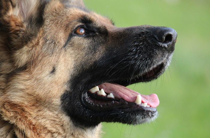 Polizei sucht Halter: Schäferhund beißt in Wolfach zweimal zu