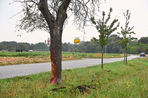 Gegen diesen Baum prallte am Dienstag um 23 Uhr der Wagen einer Frau – ihr Junge überlebte nicht.  Foto: Kapitel-Stietzel