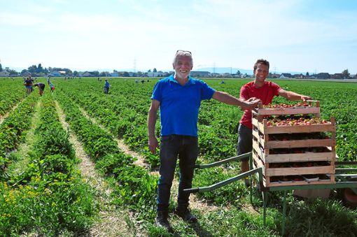 Im Jahr 2006 hat der Obst- und Beerenhof Mild in Dundenheim  erstmalig Erdbeeren angebaut. Mittlerweile hat sie sich zu einem der Betriebsschwerpunkte entwickelt. Hans (links) und David Mild freuen sich, derzeit täglich auf ihrem Feld zwischen Dundenheim und Altenheim fleißige Selbstpflücker begrüßen zu können. Foto: Goltz