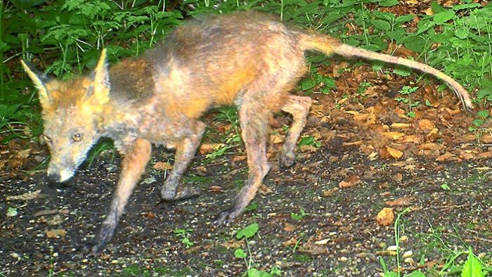 Fälle von Fuchsräude entdeckt