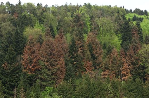 Trockenheit und Hitze setzen  in den vergangenen Jahren auch der   im Schwarzwald traditionsreichen Weißtanne zu. Foto: Landratsamt
