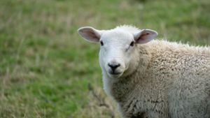 Schaf attackiert Paar und rammt Streifenwagen